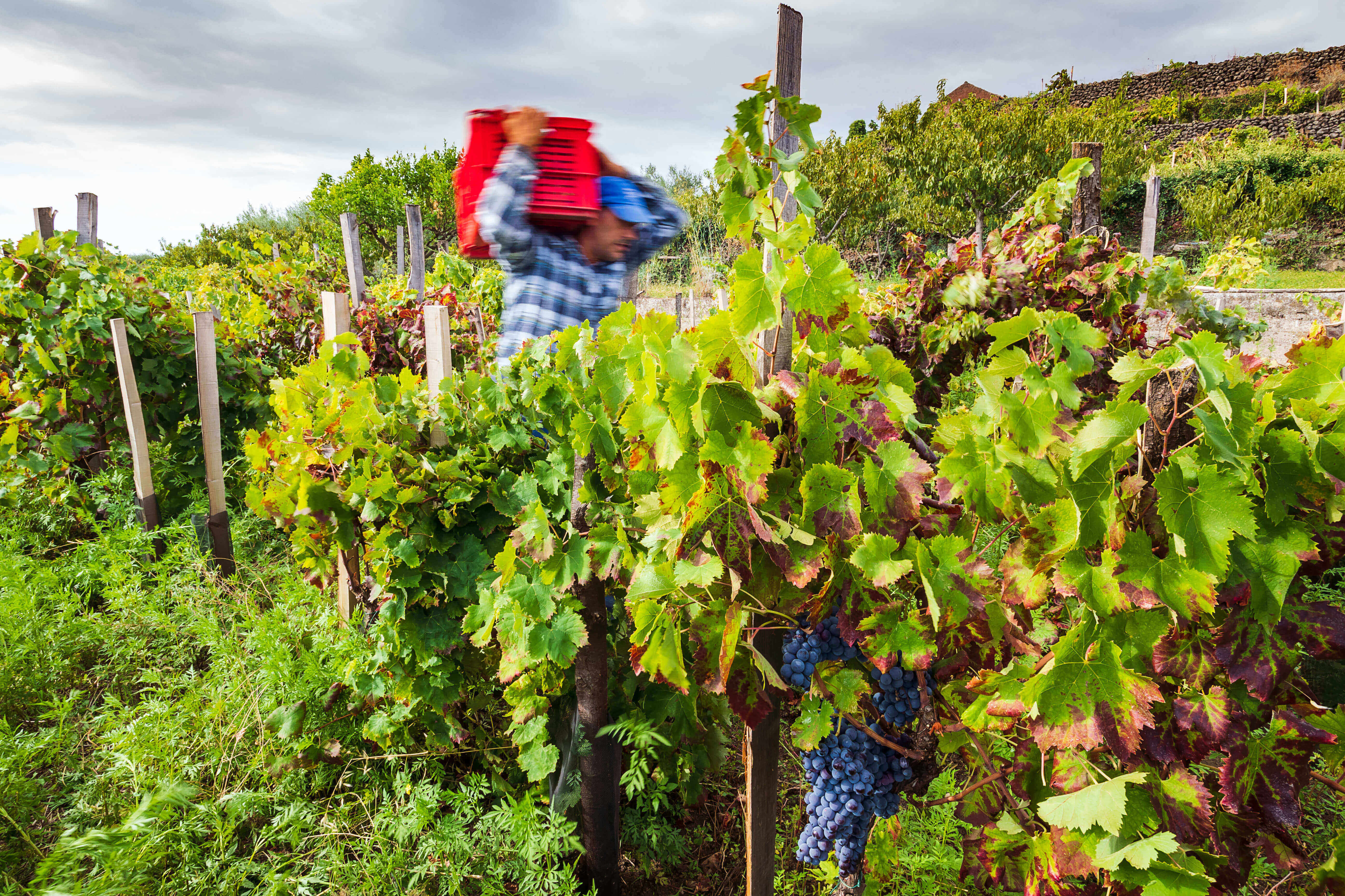 The harvesting of wine grapes